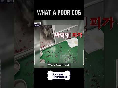 WHAT A POOR <strong>DOG</strong> 🥲 #Dogsareincredible #개는훌륭하다 #Ep199 | KBS <strong>WORLD</strong> TV 231226