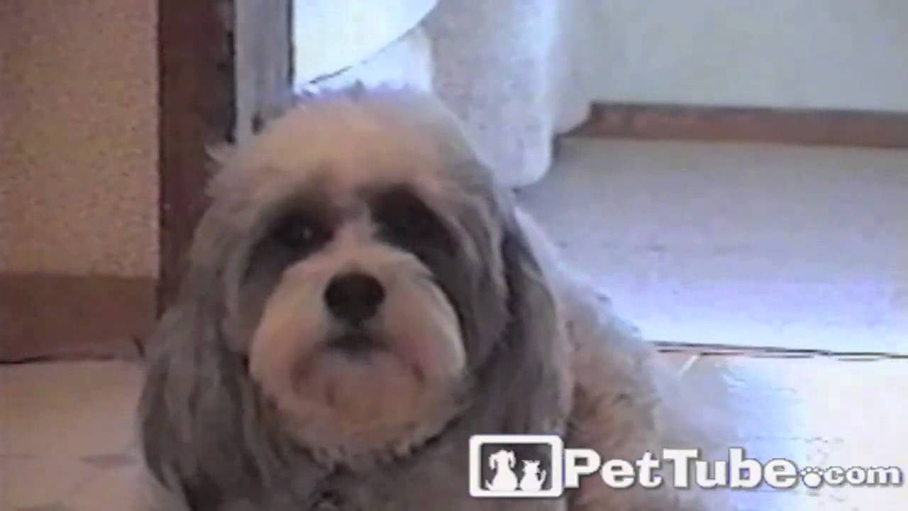 Gizmo Speaks Up- PetTube