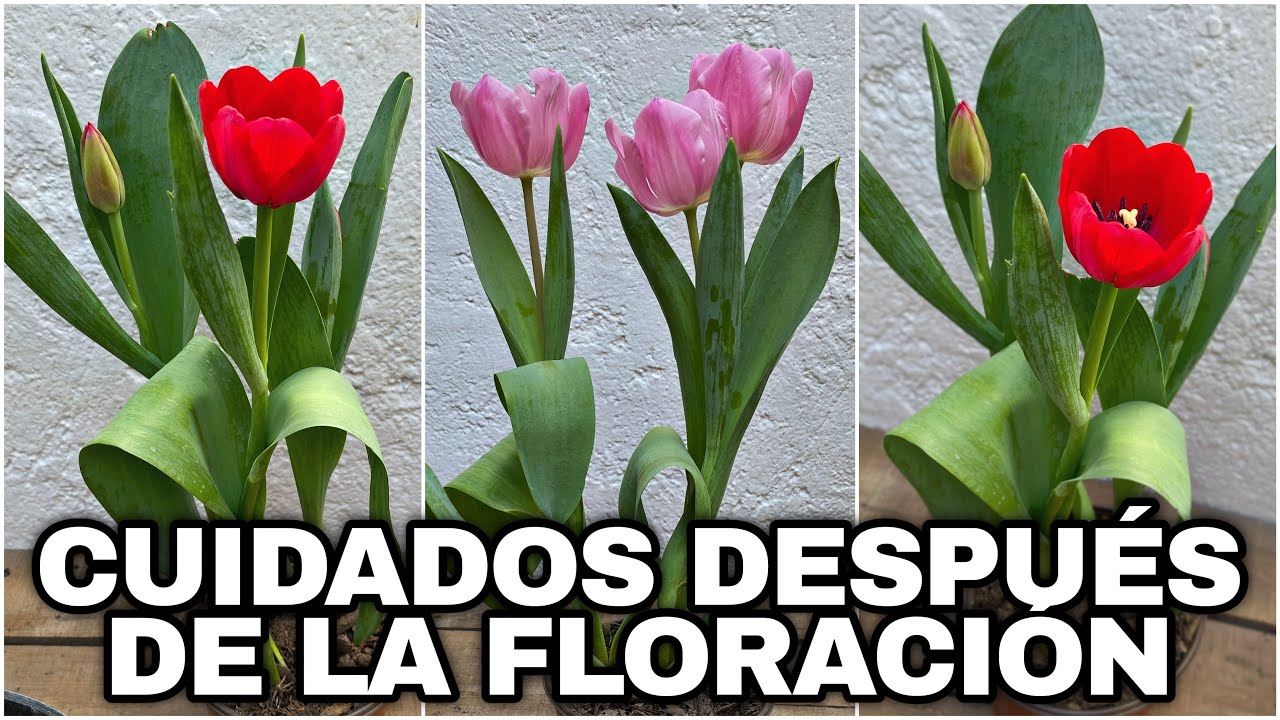 TULIPAN HOLANDES CUIDADOS y Que HACER DESPUES De La FLORACIÓN (Tulipa)