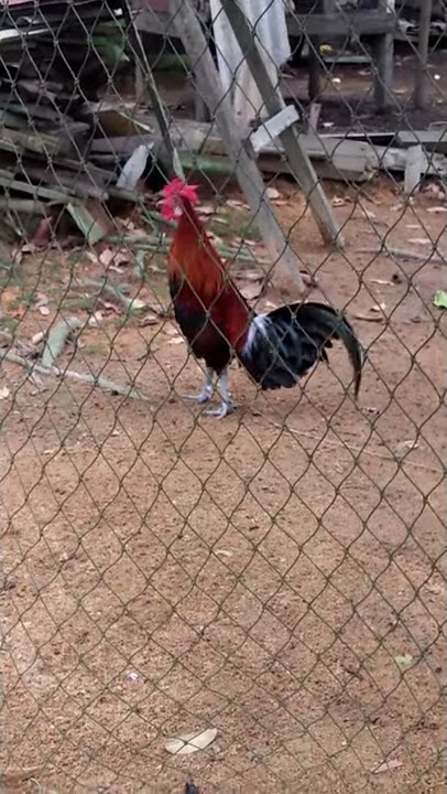ayam hutan pikat kokok kambing