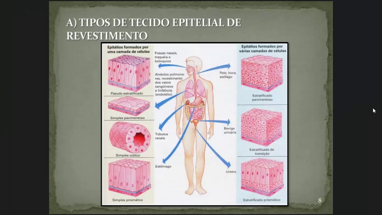 Sobre Os Tecidos Epiteliais Não é Correto Afirmar Que