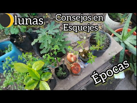 Video: Calendario de propagación de plantas: cuándo tomar esquejes en otoño