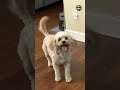 Trending Dog Dance #love