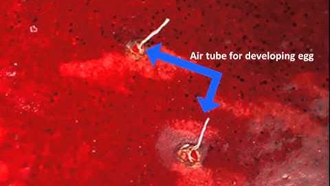 Spotted Wing Drosophila - An invasive pest