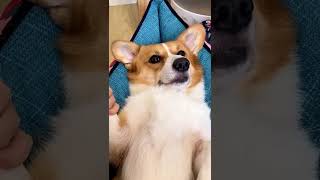 ASMR time for corgi puppy care routine