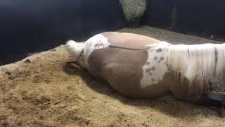 Trinity Foaling - March 27th, 2021