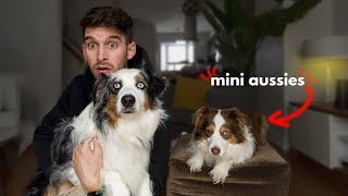 Living with Mini Aussies: our typical day, treat recipe and advice