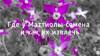 Маттиола или ночная фиалка🌸|Как выглядят семена Маттиолы и как их извлечь