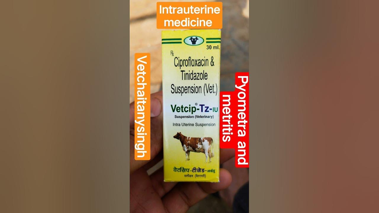 Ciprofloxacin and tinidazole intrauterine medicine vet antibiotics 