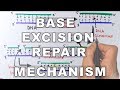 Base Excision Repair | DNA Repair Mechanism