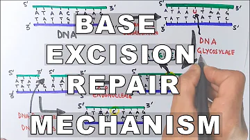 Base Excision Repair | DNA Repair Mechanism