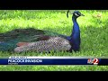 Peacock invasion rocks community in Palm Bay