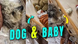 Aussiedoodle Meets Baby for the First Time