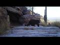 A bear visits Brainerd's Grotto