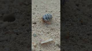 Hermit crab: Phylum Arthropoda, Class Crustacea