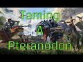 How To Tame A Pteranodon In Ark PS4 2020!! Beginning - New Player Guide! Your 1ST Flying Mount!