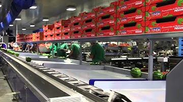 Líneas de elaboración y calibración para Sandías - UNITEC