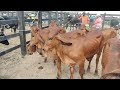 Gado na feira em Dois Riachos. Alagoas. 2021/11/17