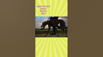 #behindthescenes #behindthetrack #greyhoundracing #greyhound #greyhoundadoption #dogracing #dog