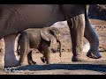 Addo Elephant National Park  - August 2020