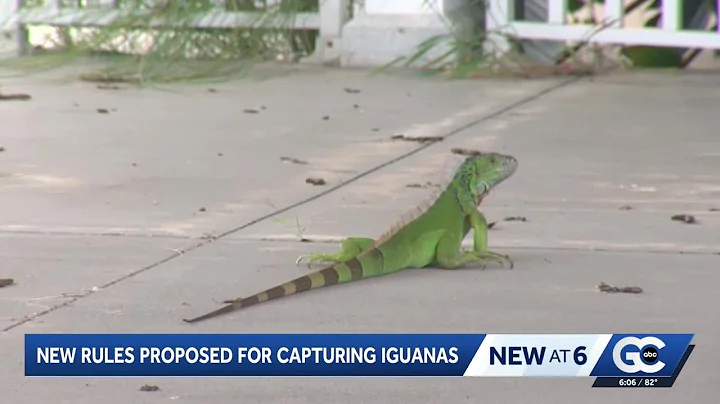 Iguana experts react to FWC proposed rule and new change in effect