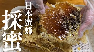 日本蜜蜂の採蜜『完熟ハチミツ』を収穫