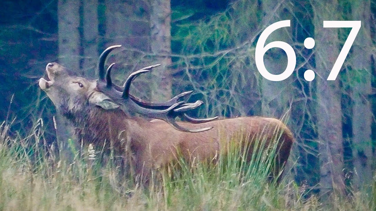 Rold skov og de store hjorte 2024 - del 6