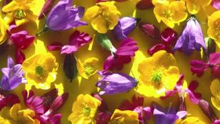 Video voorbeeld van "Stein Torleif Bjella – Blomen"