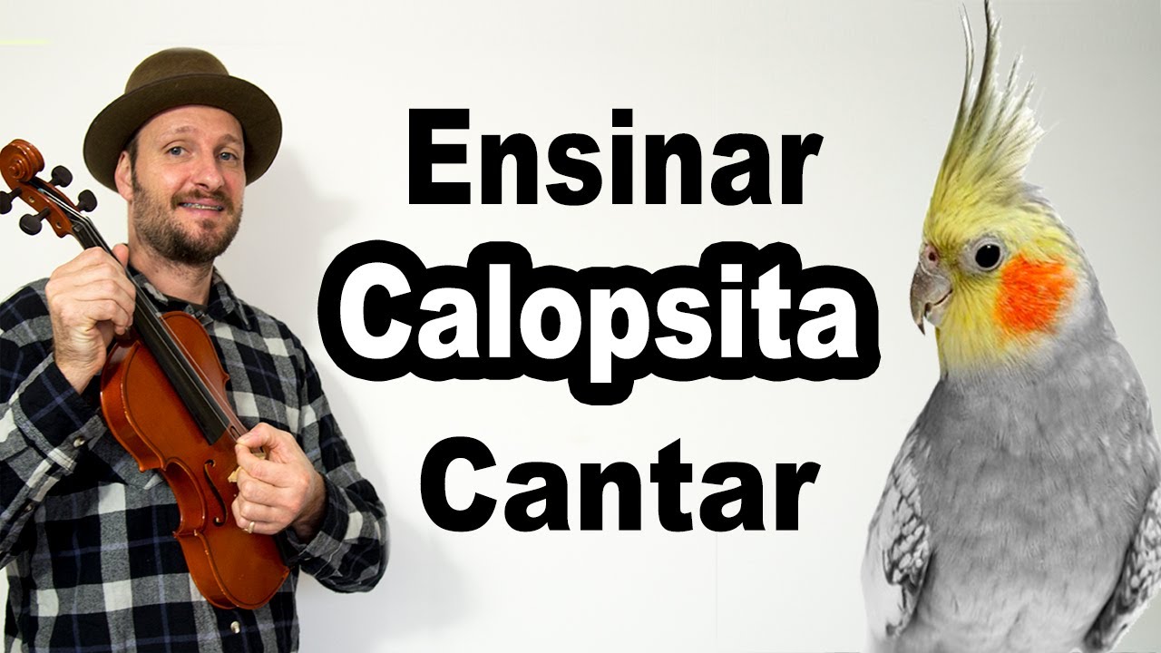 Calopsita Cantando O Hino Do Galo Como Ensinar Calopsita A Falar Como Ensinar Calopsita A Cantar E Assobiar Youtube