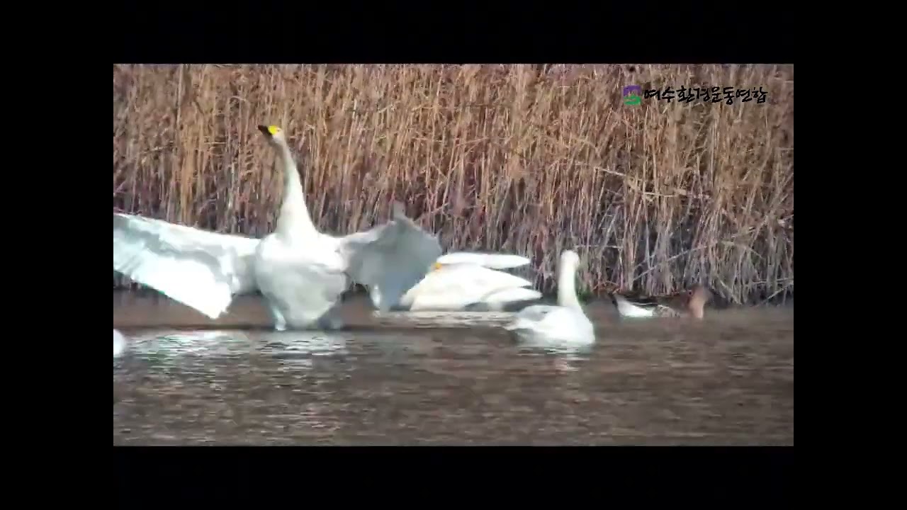 20251228_여자만탐조_흑두루미_큰고니