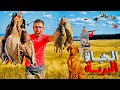 العيش الحر تحدي صيد الحجل البري يوم كامل في البرية حصيلة ضخمة 