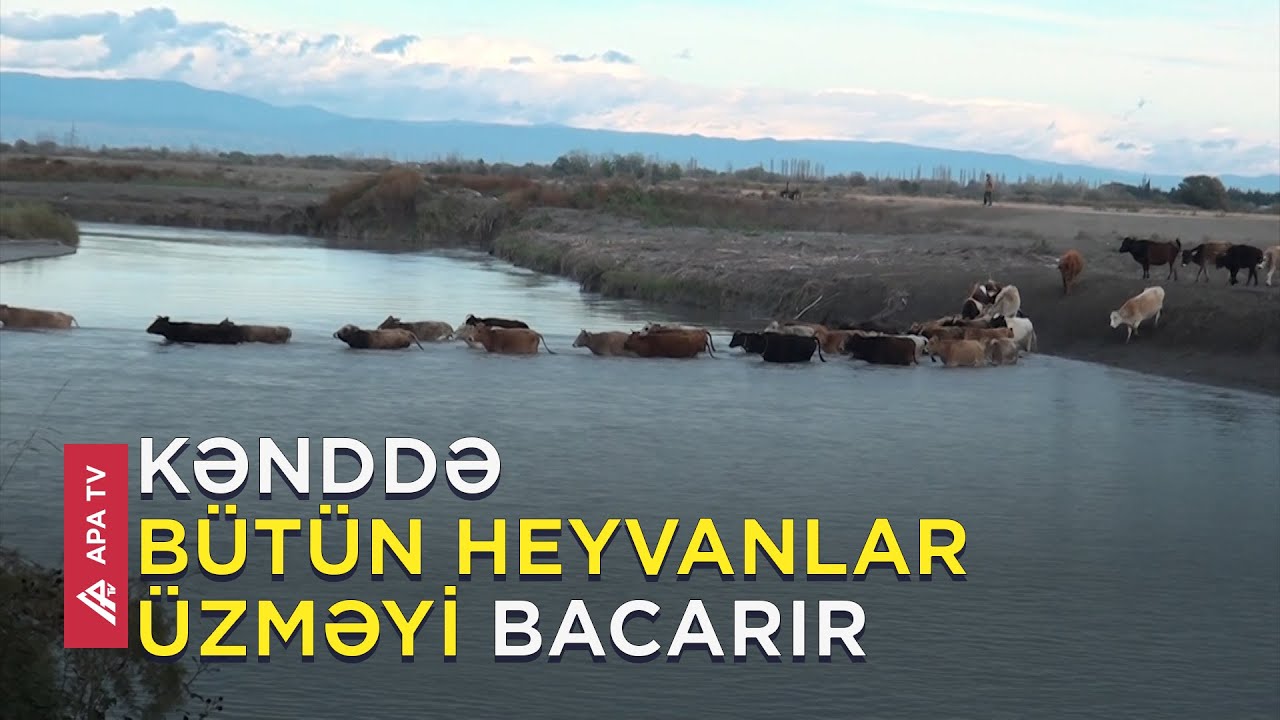 Ucarın Qazyan kəndindəki bu vəziyyət cavanların kənddən qaçmasına səbəb olur - APA TV