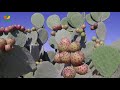 Cactus pear - the green gold