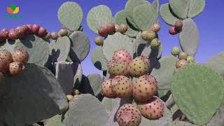 Cactus pear - the green gold