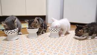 Graduation day. Kittens eating together side by side