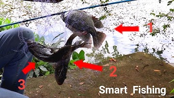 Three Big Tilapia Fish Catching One Time | Fish Catching Skills | Fishing | Spring Bom Net Fishing