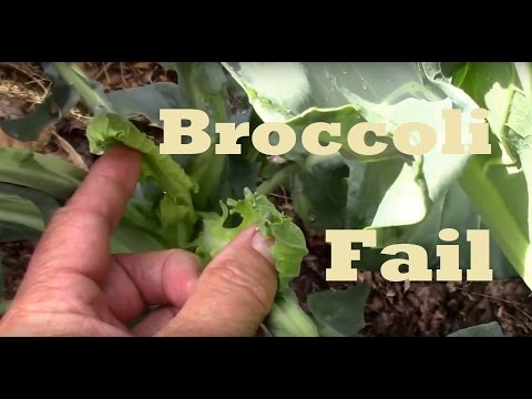 Video: Brokolių užsegimo problemos – ką daryti, jei brokolių galvelės prastos