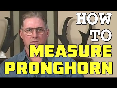 How to Measure a Pronghorn