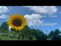 Mancini / Love Thema From Sunflower / ひまわり マンシーニ / 江部賢一 編曲