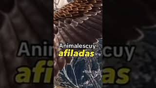 #datoscurisos #animales #datospertubadores #datoscuriosos #animals
