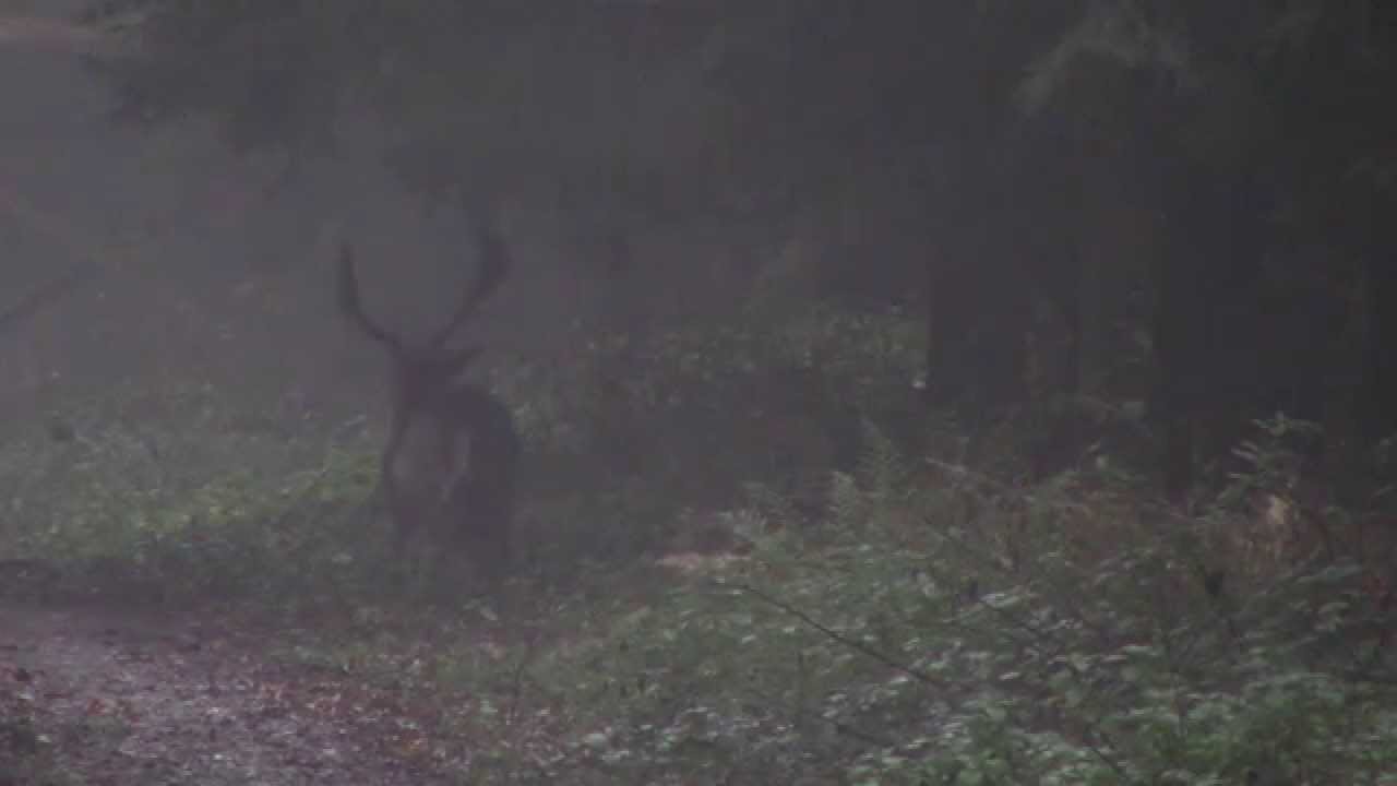 Dåhjort i Brunst 18/10-15.  Østfyn