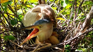 Baby Birds Compete Each Other To Snatch Food | Mother Protect Her Baby in The Nest