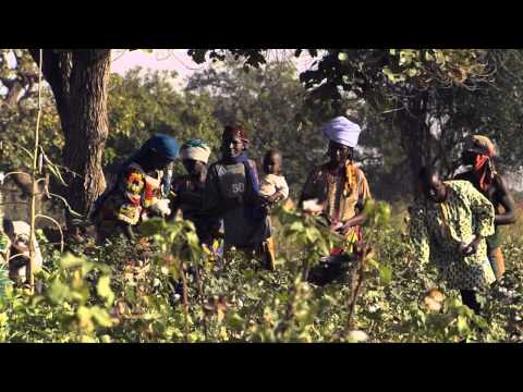 hessnatur---die-textile-kette---folge-1---wie-die-bio-baumwolle-wächst