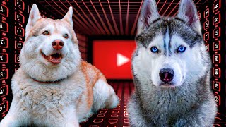 HOW TO RETURN THE HUSKY BANDIT'S CHANNEL? (Husky Bagel) Talking dog