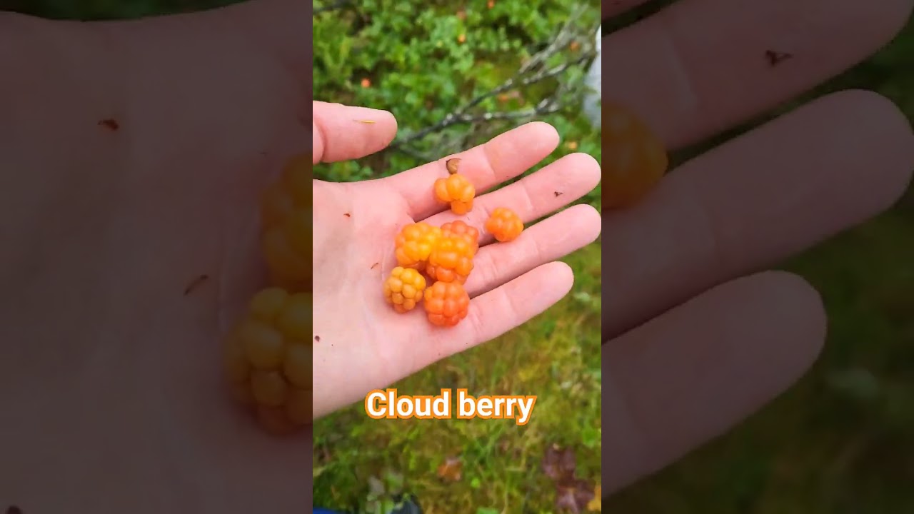 Berry picking in Sweden 