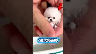 Seu cachorro está sem tomar banho há uma semana. Qual banheira você escolheria para banhar ele? 🛁🐶