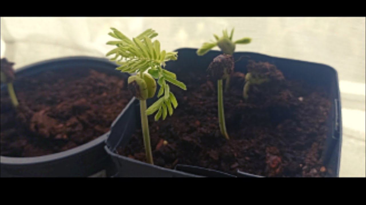 زراعة تمر الهند من البذور ناجحة 100%100 والتوفيق من عند الله