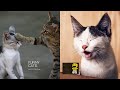 Funny Cats  | Cute and Baby Cats Videos | Cats Compliations | 2021