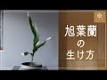 【格花】旭葉蘭の生け方《客位・５枚》Ikebana-Aspidistra elatior