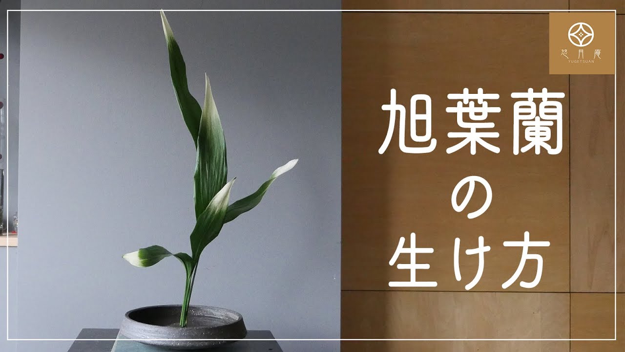 格花 旭葉蘭の生け方 客位 ５枚 Ikebana Aspidistra Elatior Youtube